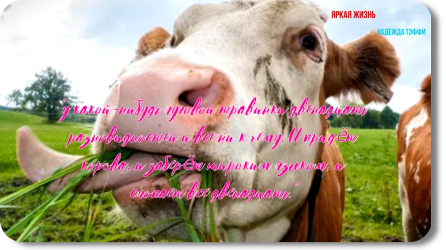 Надежда Тэффи-Яркая жизнь -рассказ