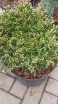 ❤🌲Кипарисовик Спанс Кенонбол
✔Продажа растений в телеграм канале:
https://t.me/love_is_hvoiny_dvorik