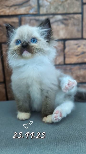 Котята породы рэгдолл, регдолл, ragdoll