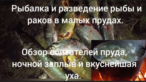 Обзор обитателей пруда, ночной заплыв и супер уха!!!