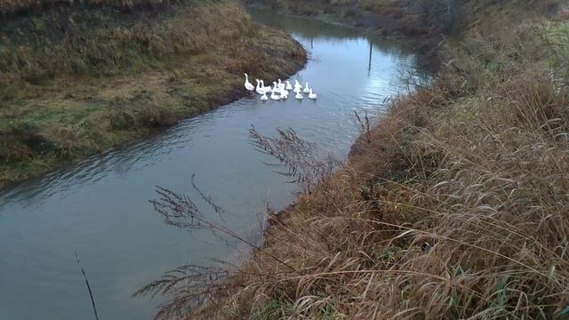 14 - Гуси - 2025