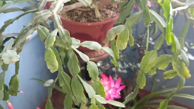 Декабрист цветёт🌺