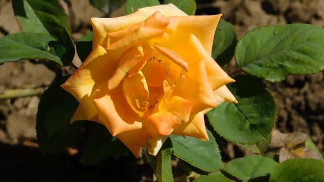 ВИДЕО  ПВН  ББ   (354)