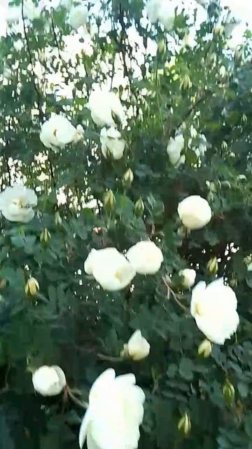 VID-20240530-WA0008.mp4