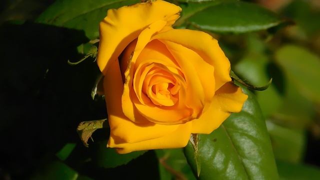 ВИДЕО  ПВН  ББ   (344)