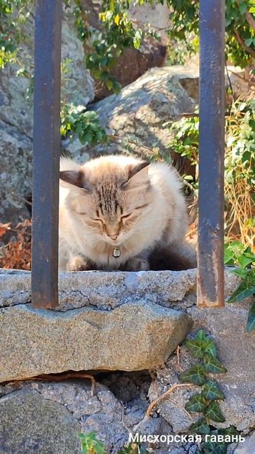 Алупка парк Воронцовский Большой Хаос Ялта Крым море 🍎 #searuss #мисхорскаягавань