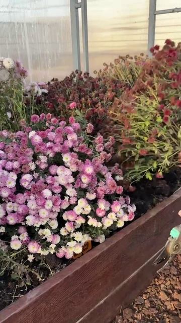 Третий сезон сохраняю так мультифлору, черенков всегда море!