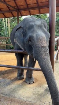 Слоны, вообще ребята❤️