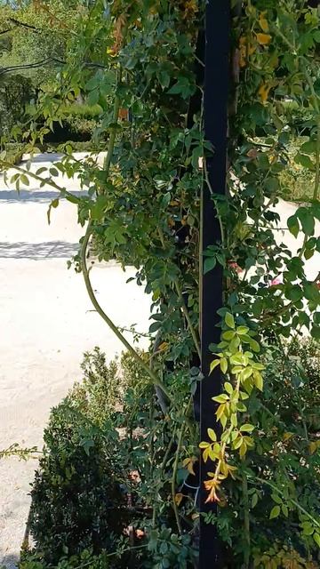 Цветы в парке