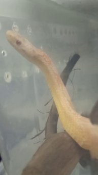 Снова у Карамельки перестановки... 4 ноября 2025 г.