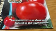 Какие сорта и гибриды низкорослых томатов я буду выращивать в садовом сезоне 2026