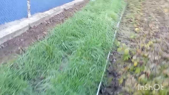 ХРИЗАНТЕМЫ ИЗ ЧЕРЕНКОВ.ДАЧА.ВЫБИРАЮ МЕСТО📍04. 12.25