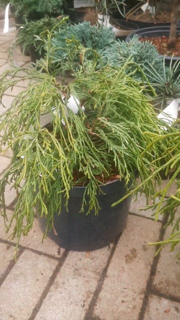 ❤🌲Кипарисовик Филифера Ауреа
✔Продажа растений в телеграм канале:
https://t.me/love_is_hvoiny_dvor