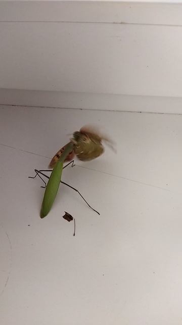 Богомол на охоте 😊