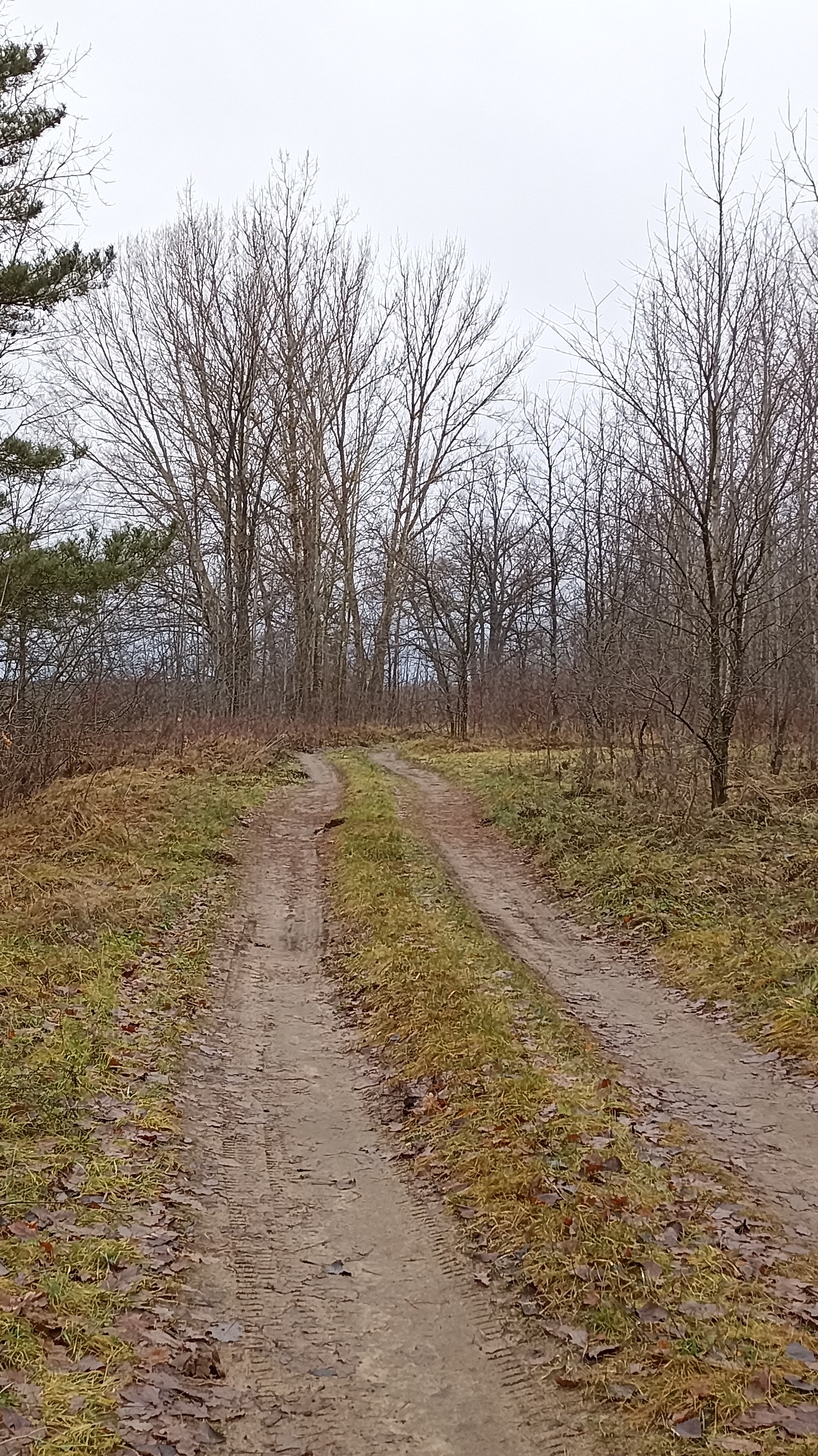 Вот такой нынче декабрь, без снега. 03.12.2025 года.