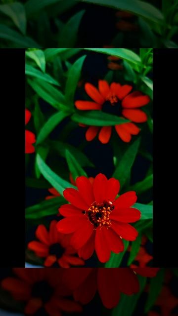 Воспоминания о ромашковом лете...