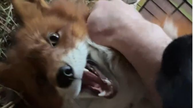 Лиса-Алиса. Попытка разбудить лиса Игниса