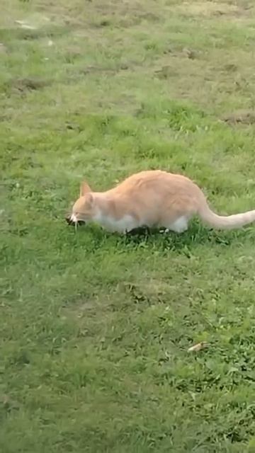 Бандюки😠 мозговитые!))