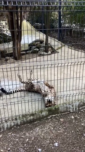 Милашка из зоопарка отеля «Ялта-Интурист».🐆