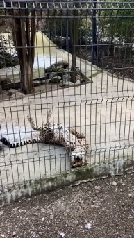 Милашка из зоопарка отеля «Ялта-Интурист».🐆