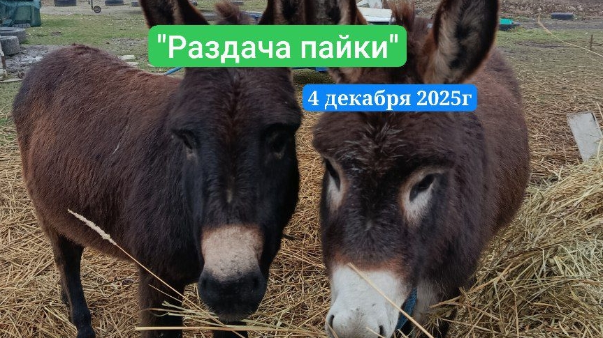 04-12-2025 Раздача и Разгрузка сена 🎋 🌾 всё на позитиве 🤗