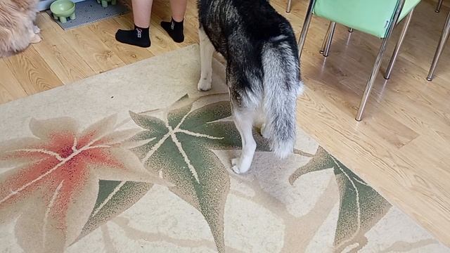 Annat Семины команды