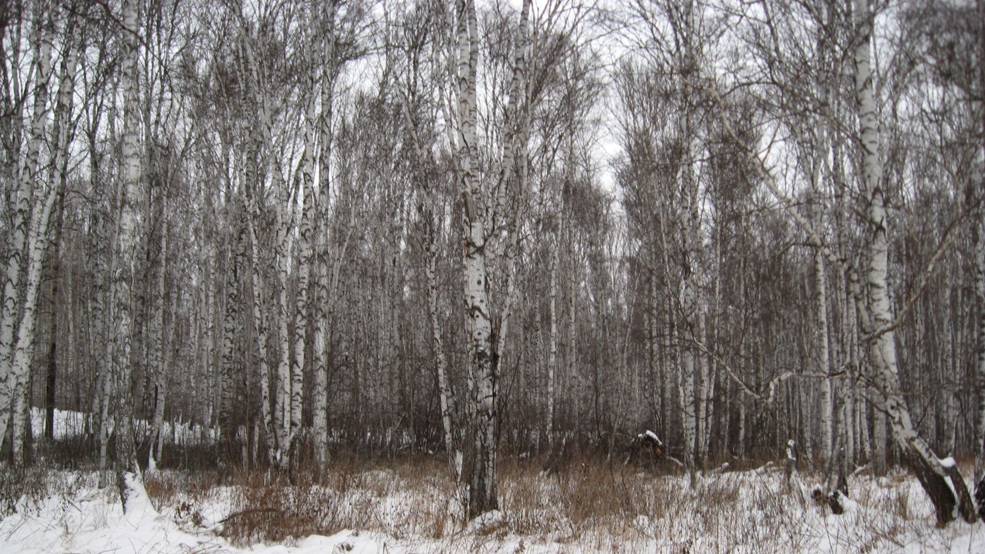 Очередная прогулка по зимнему лесу