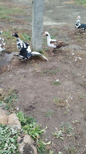 Утиные разборки