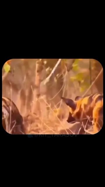 🐳 А ты видел на что способен...?