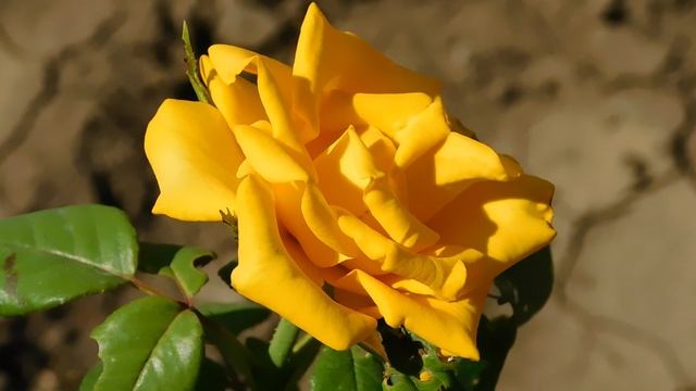 ВИДЕО ПВН ББ (339)