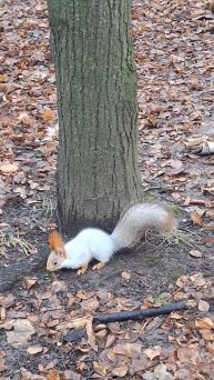 Белка Рязань парк ЦПКиО