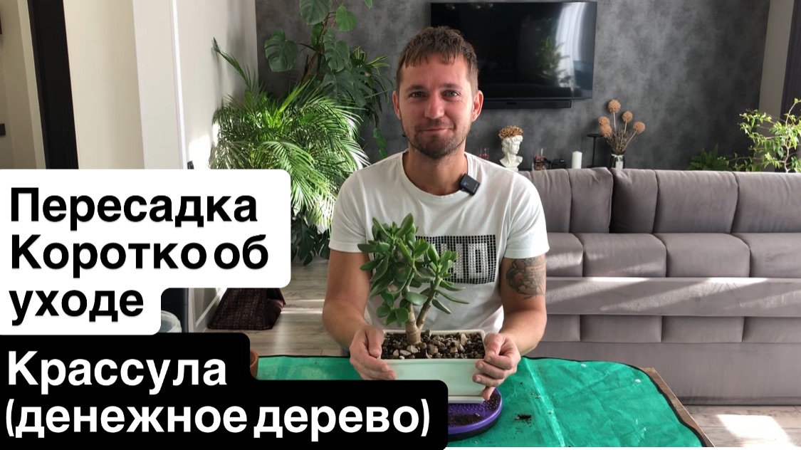 Крассула (денежное дерево) от черенка до деревца. Пересадка,работа с корневой системой. Уход