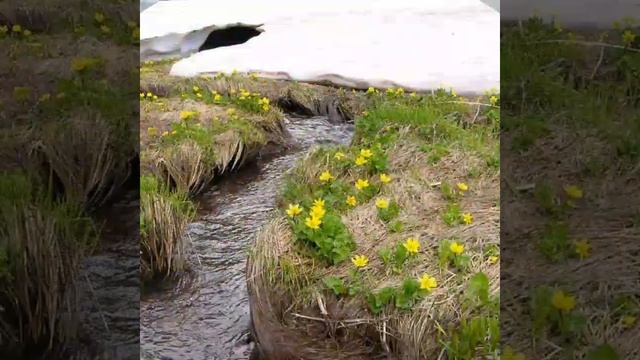 Я знаю поток: он могуч и глубок