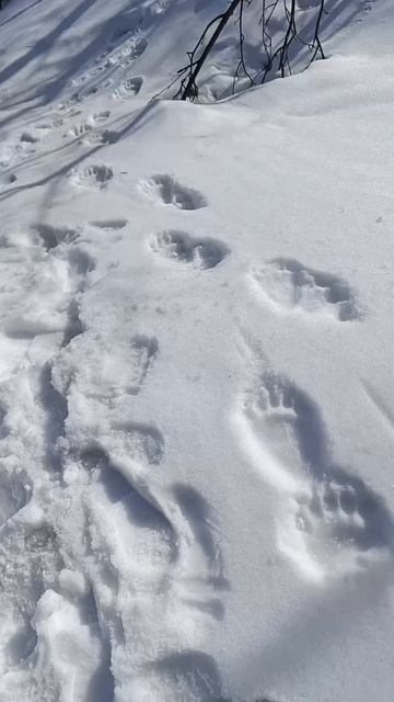 Нашли следы медведя.