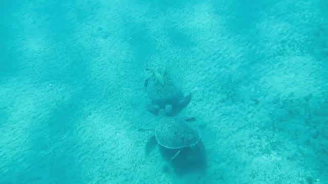 Зелёные черепахи.Девичьи разговоры 🤗. Красное море. Марса-Алам. Бухта Абудабаб. Август 2025.