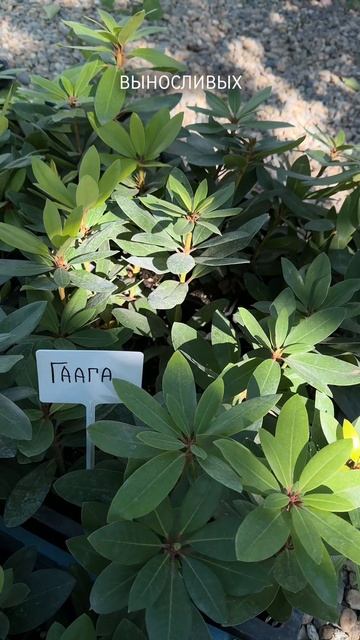 Самый зимостойкий рододендрон из нашей коллекции