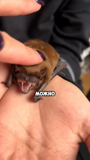 ФАКТЫ О ЛЕТУЧИХ МЫШАХ