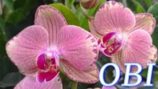 №1148/ СВЕЖИЕ красивые ОРХИДЕИ в OBI. Новогодние УКРАШЕНИЯ