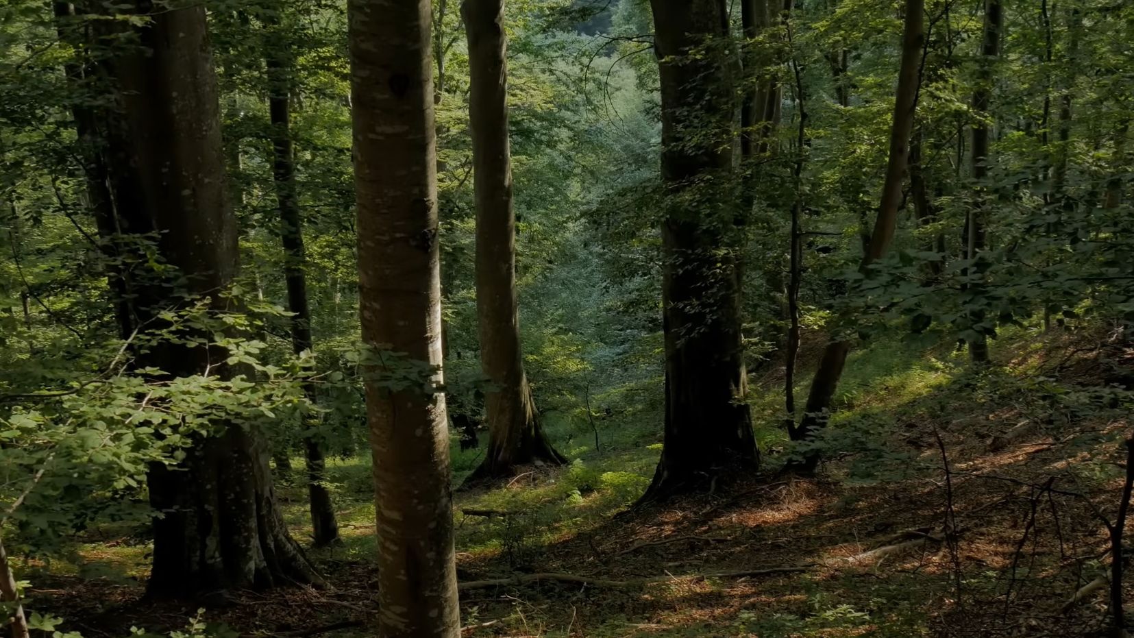 Густой лес в разрешении 4K - 8 часов НЕПРЕРЫВНОГО пения птиц - Пение малиновок и черных дроздов - Ра