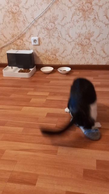 Кошка домашняя прикол играет с варежкой.Кошка домашняя прикол