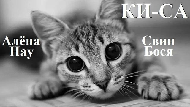Свин Бося . КИ-СА