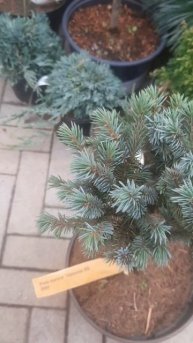 ❤🌲Ель Мариана Эдельвейс випинг
✔Продажа растений в телеграм канале:
https://t.me/love_is_hvoiny_dvor