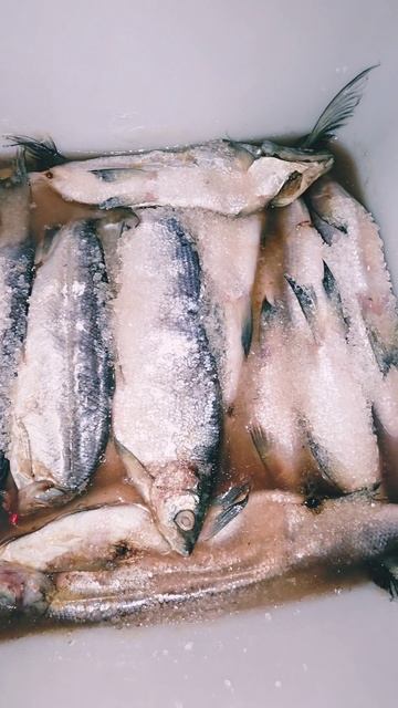 Солим, вялим ПЕЛЯДЬ! 🐟😋#nastikae #verytasty #delicious #пелядь