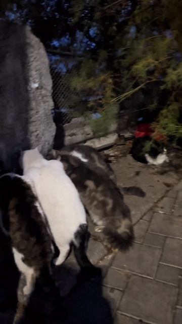 ТГК - Канал Лучистой