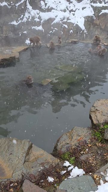 Детишки снежных японских обезьян развлекаются в термалах Японии