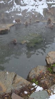 Детишки снежных японских обезьян развлекаются в термалах Японии