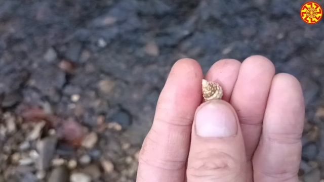 Гатробода 5-25 млн. лет
🔥🔥🔥