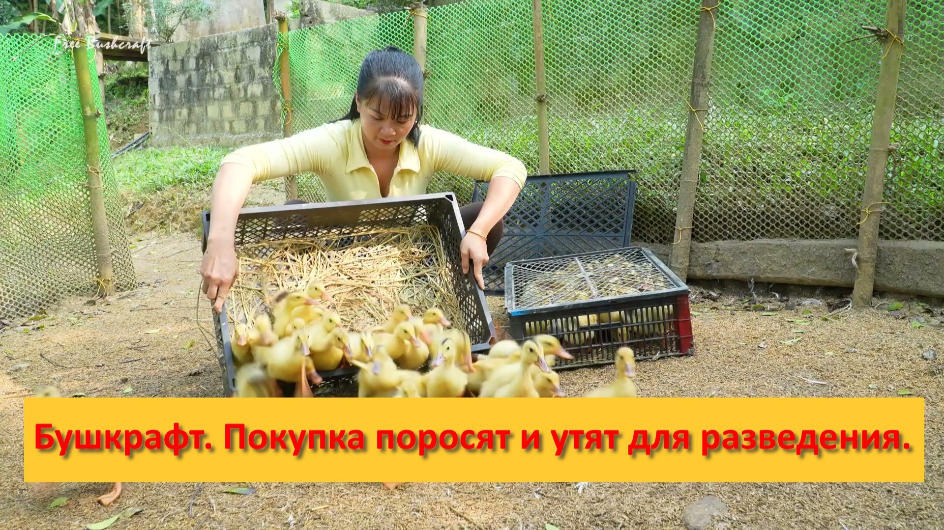 Ферма Бушкрафт в Пханге. Вьетнам. Покупка поросят и утят для разведения.