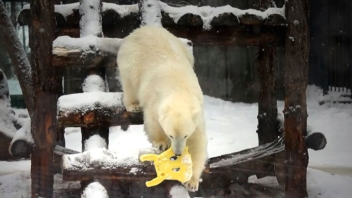 Медвежатам Белке и Стрелке "заяц" не дает покоя! С ним надо обязательно что-то сделать!