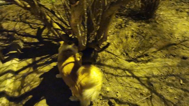 Кот и Пёс играют